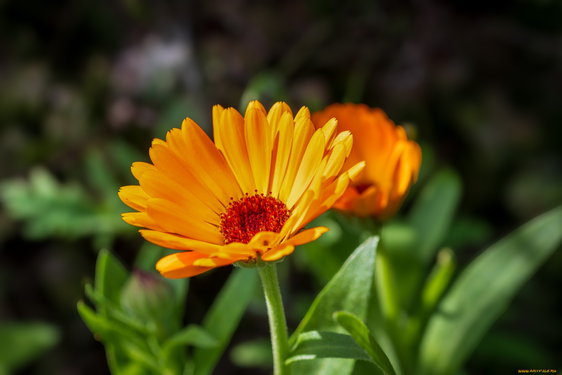 �����, ���������, ���������